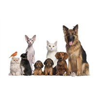Pets